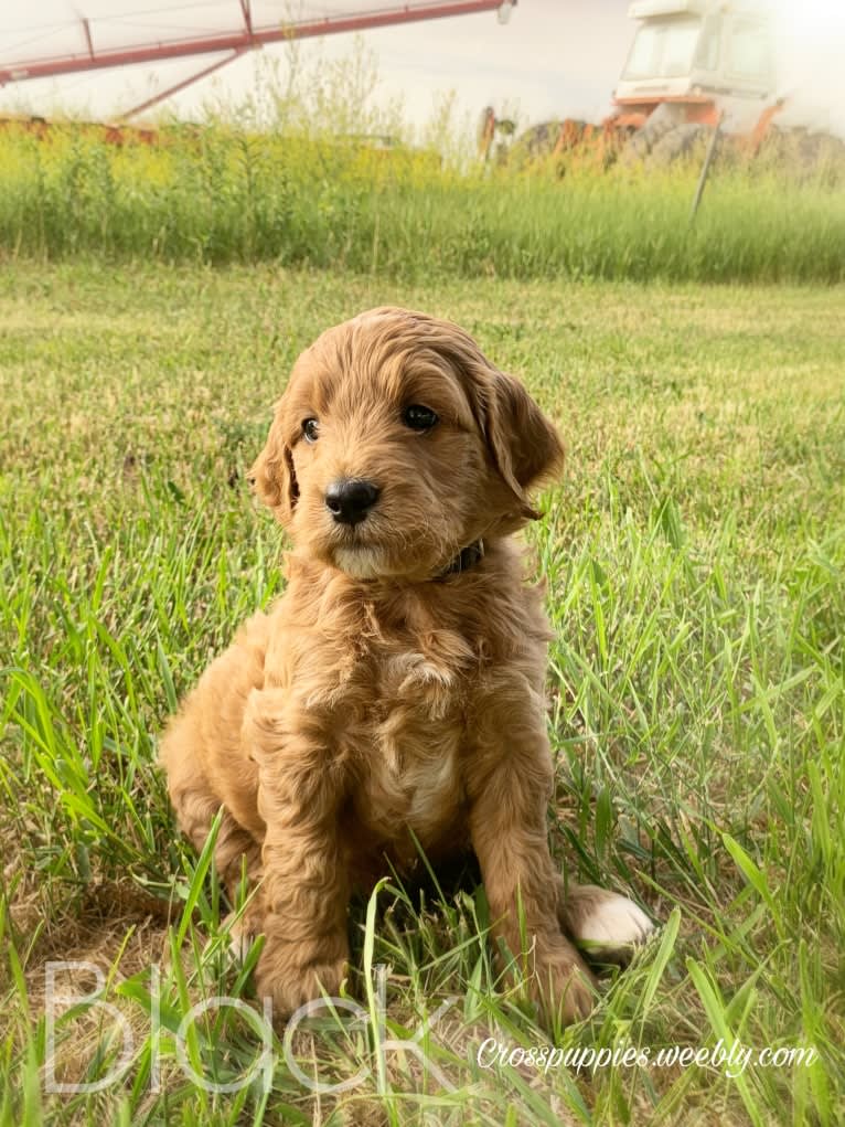 Black Collar, a Goldendoodle tested with EmbarkVet.com