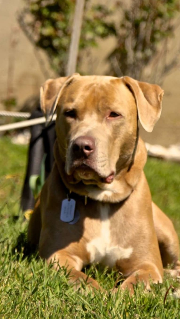 Bubba, a Staffordshire Terrier and Rottweiler mix tested with EmbarkVet.com