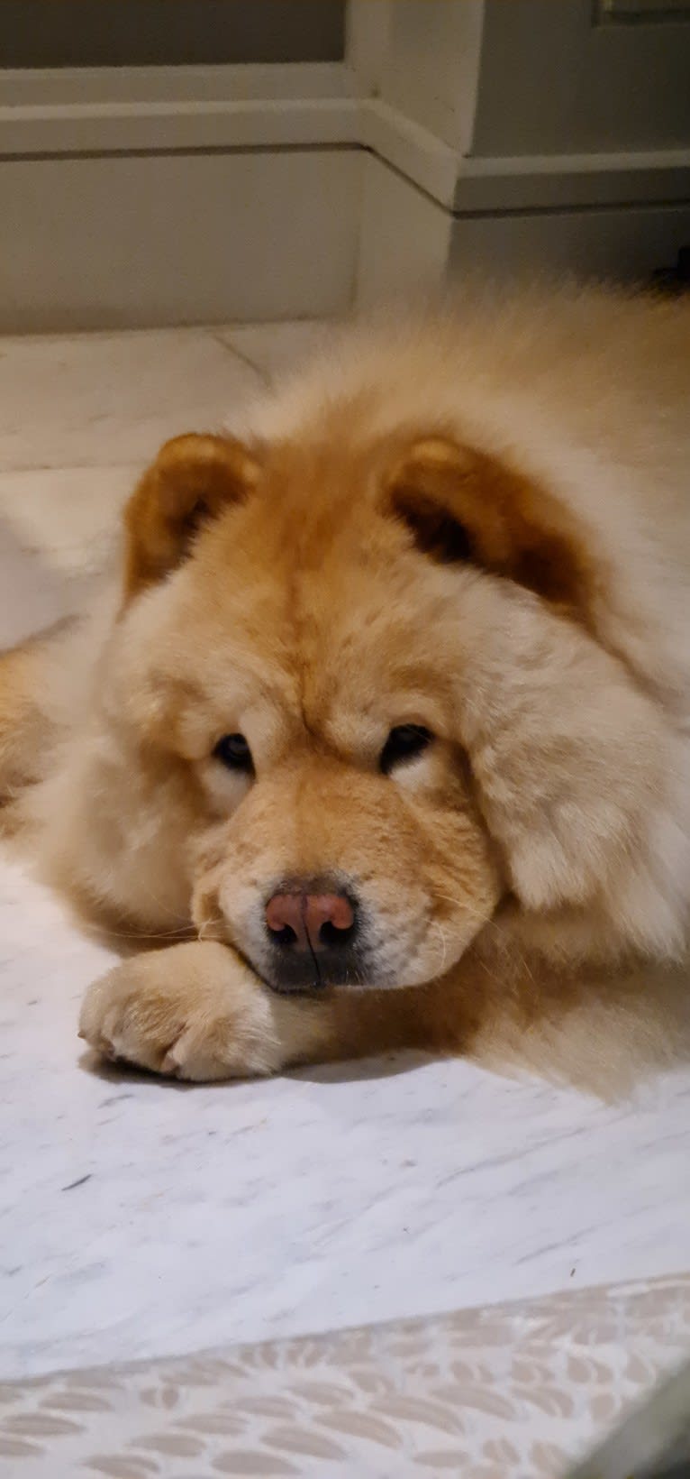 Kvin, a Chow Chow tested with EmbarkVet.com