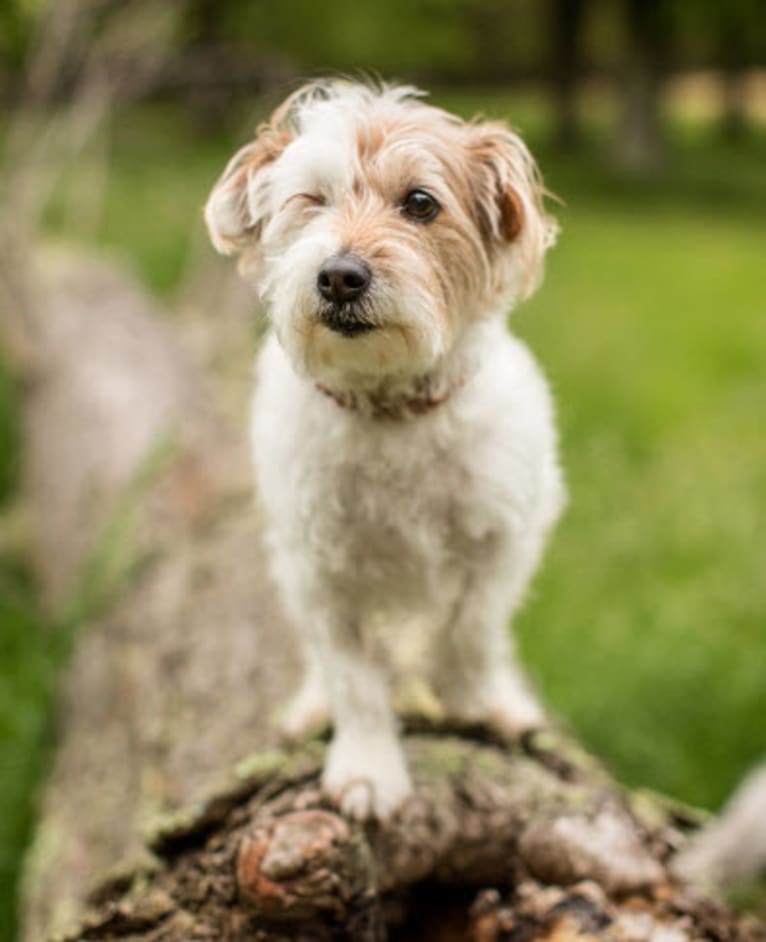 Aika, a Russell-type Terrier and Sealyham Terrier mix tested with EmbarkVet.com