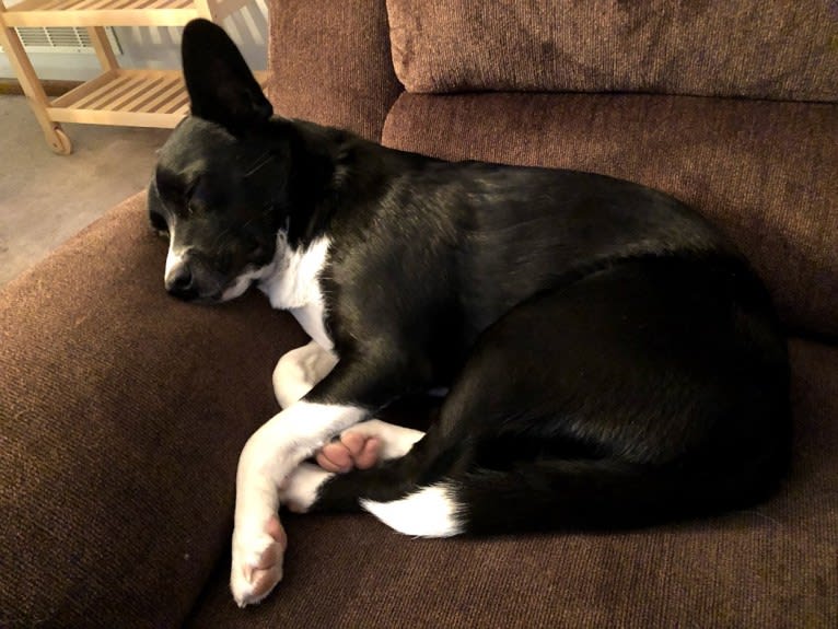 Newt, an Australian Cattle Dog and Border Collie mix tested with EmbarkVet.com