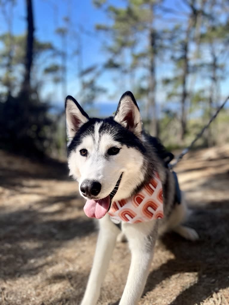 Hazel, a Siberian Husky and German Shepherd Dog mix tested with EmbarkVet.com