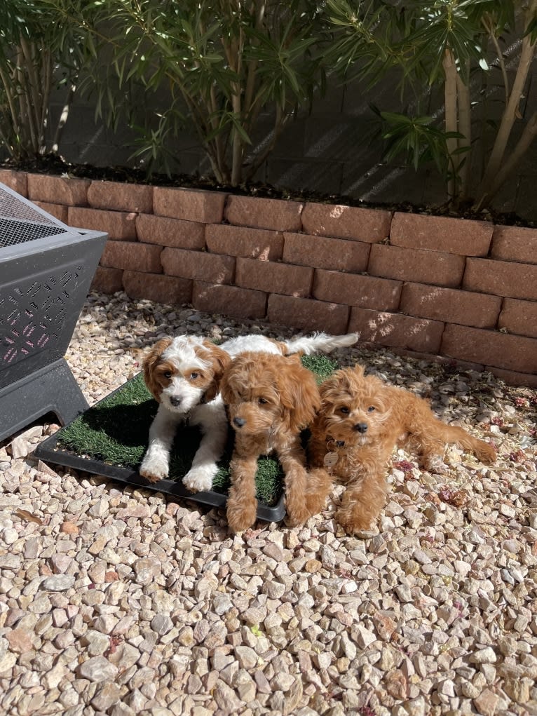 Peanut Butter, a Cavalier King Charles Spaniel and Poodle (Small) mix tested with EmbarkVet.com