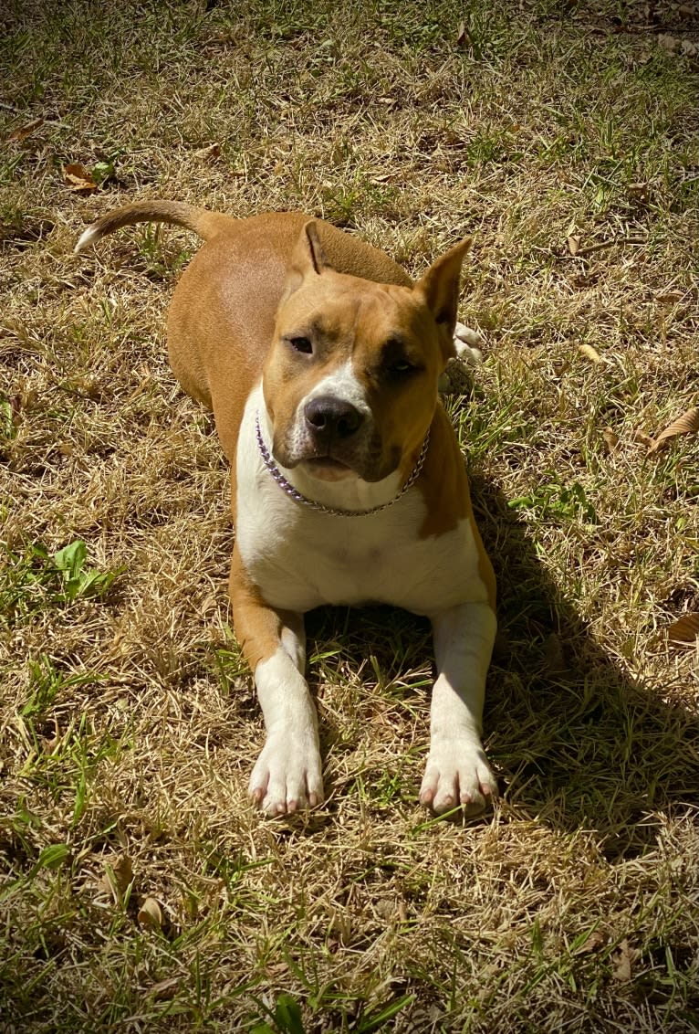 Voodoo, an American Staffordshire Terrier tested with EmbarkVet.com