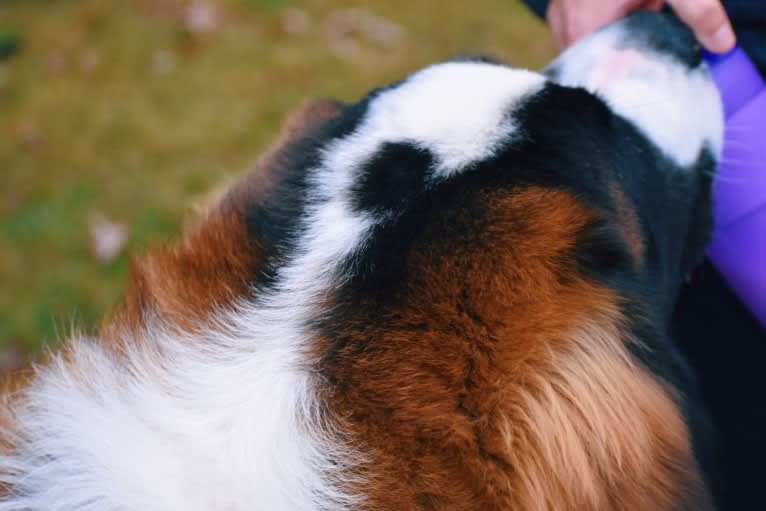 Sadie, a Saint Bernard tested with EmbarkVet.com