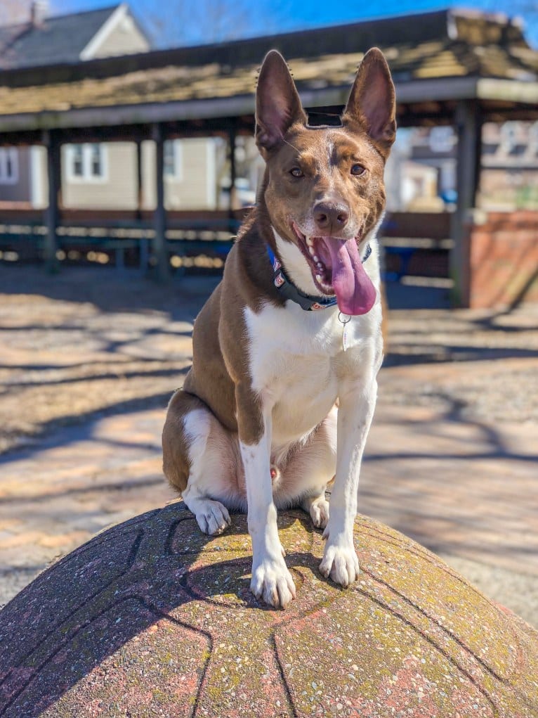 Gemini, a Border Collie and Australian Shepherd mix tested with EmbarkVet.com