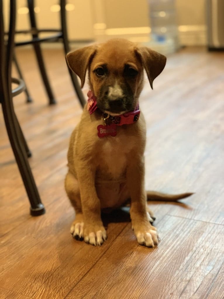 Brownie, an American Pit Bull Terrier and German Shepherd Dog mix tested with EmbarkVet.com