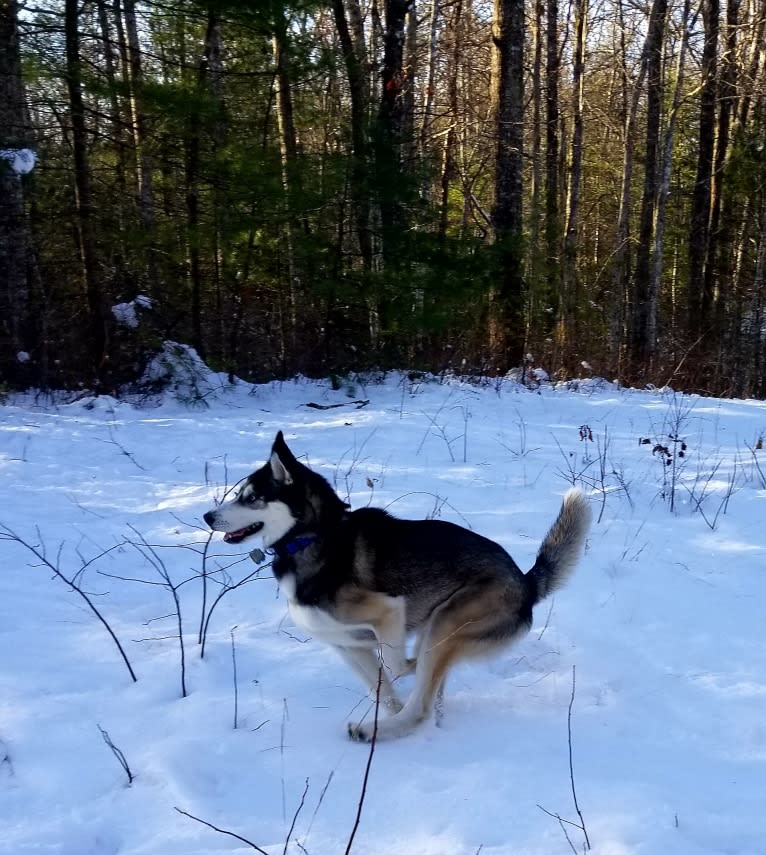 Teko, a Siberian Husky tested with EmbarkVet.com