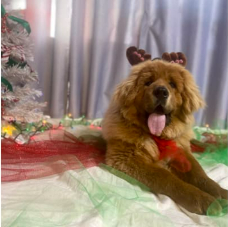 Arya, a Tibetan Mastiff tested with EmbarkVet.com