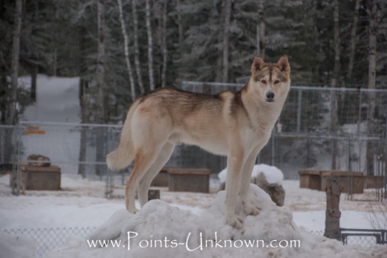 Griffin, an Alaskan-type Husky tested with EmbarkVet.com