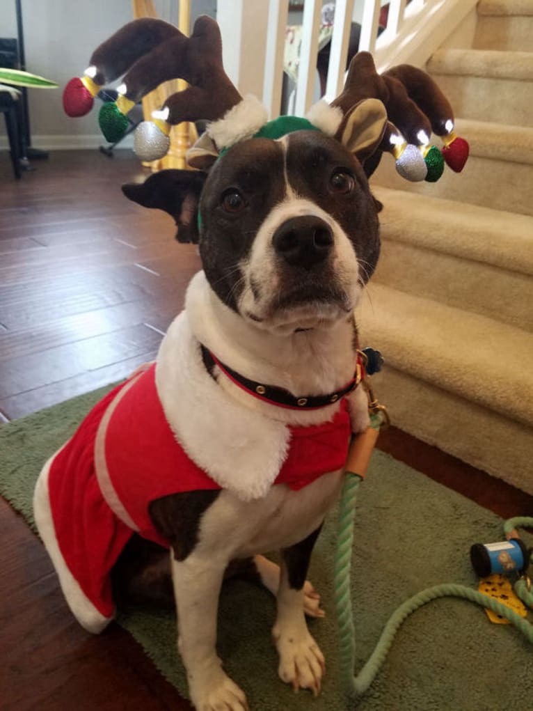 Delilah, a French Bulldog and Boston Terrier mix tested with EmbarkVet.com