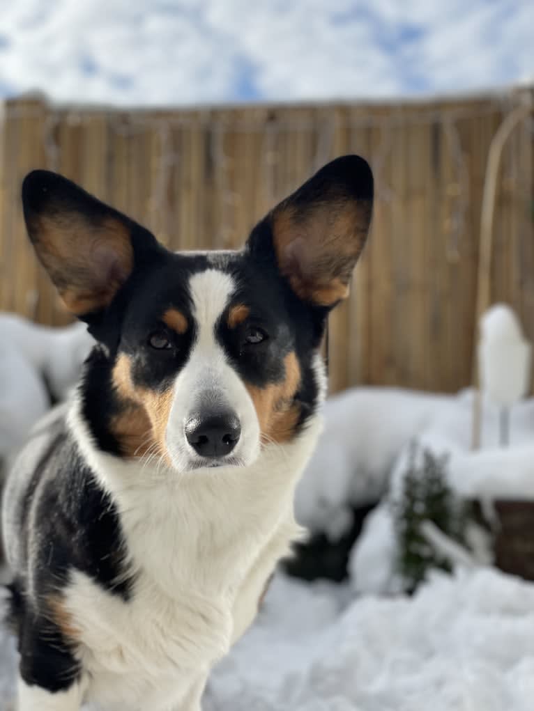 Welshjewels Idol’s Eye, a Cardigan Welsh Corgi tested with EmbarkVet.com