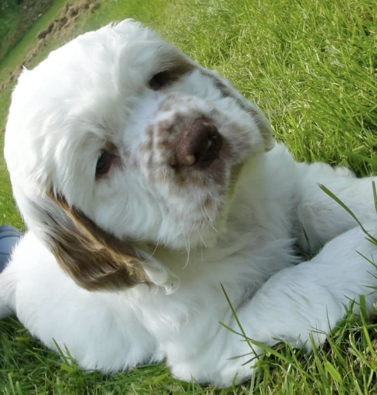Whidbey’s Smokey and the Bandit “Burton”, a Clumber Spaniel tested with EmbarkVet.com