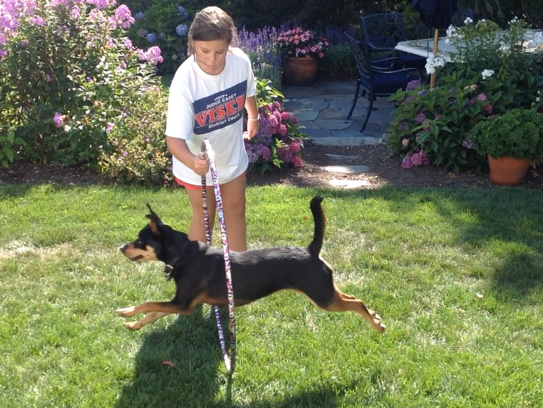 Enzo, a Miniature Pinscher and Border Collie mix tested with EmbarkVet.com