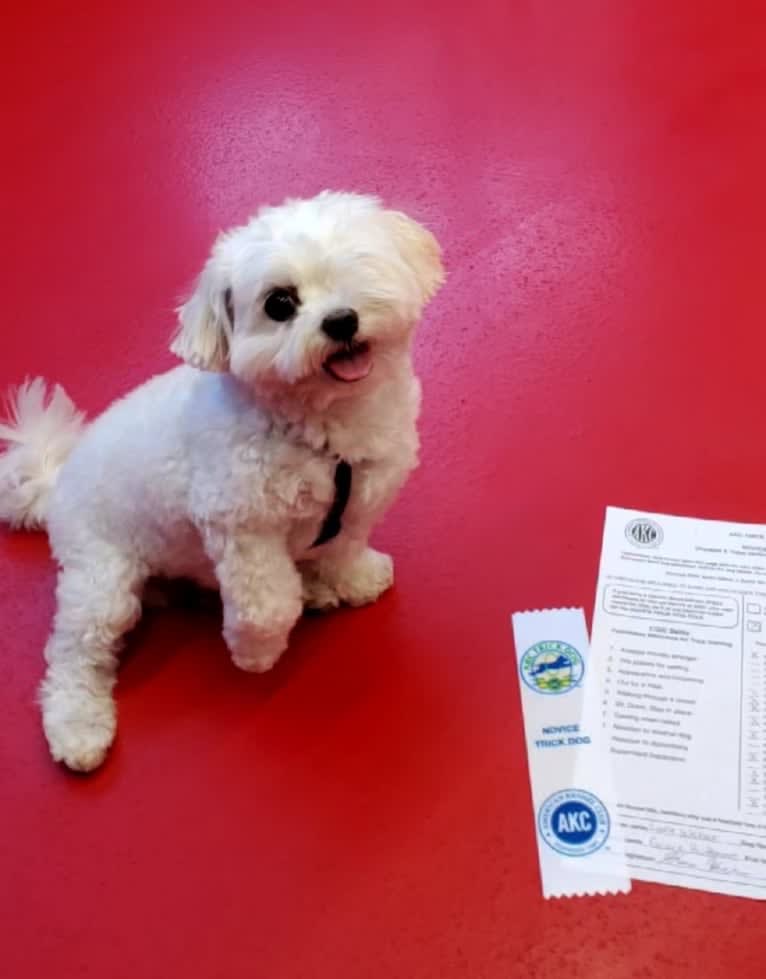 Franklin, a Maltese and Poodle (Small) mix tested with EmbarkVet.com