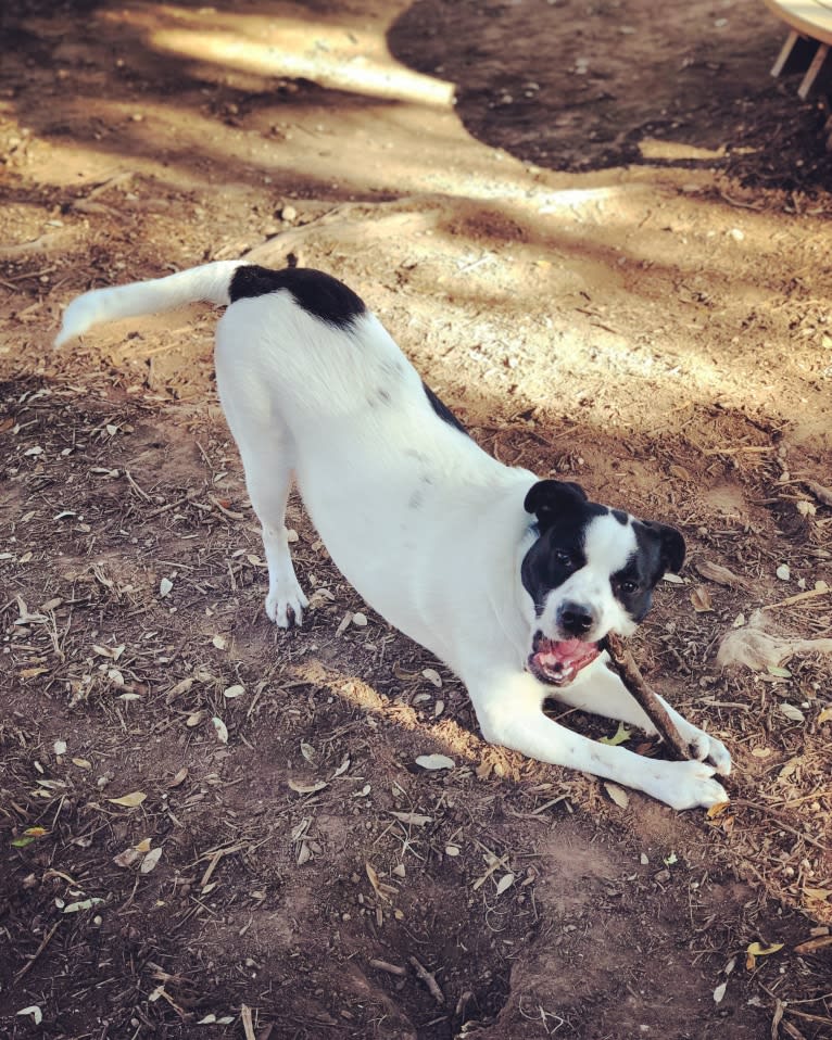 Eleven, a Bulldog and Great Pyrenees mix tested with EmbarkVet.com