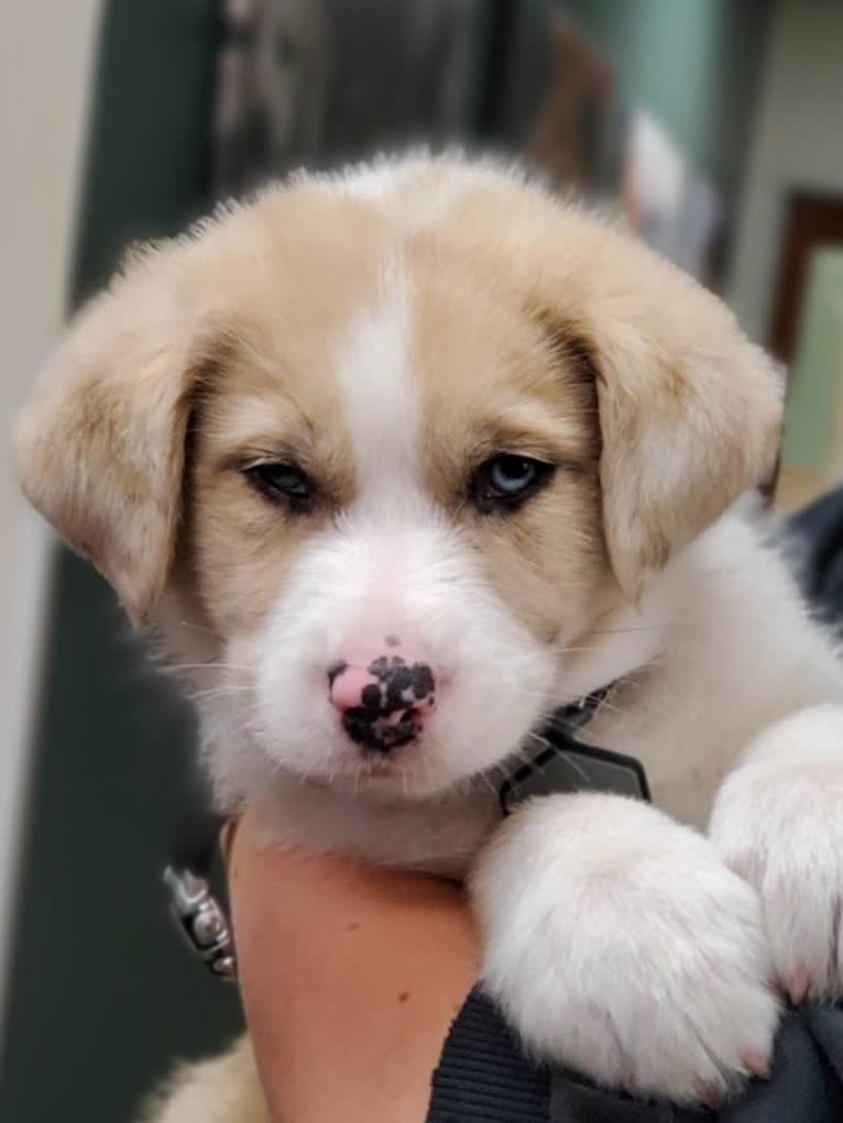 Archie, an Australian Shepherd and Jindo mix tested with EmbarkVet.com