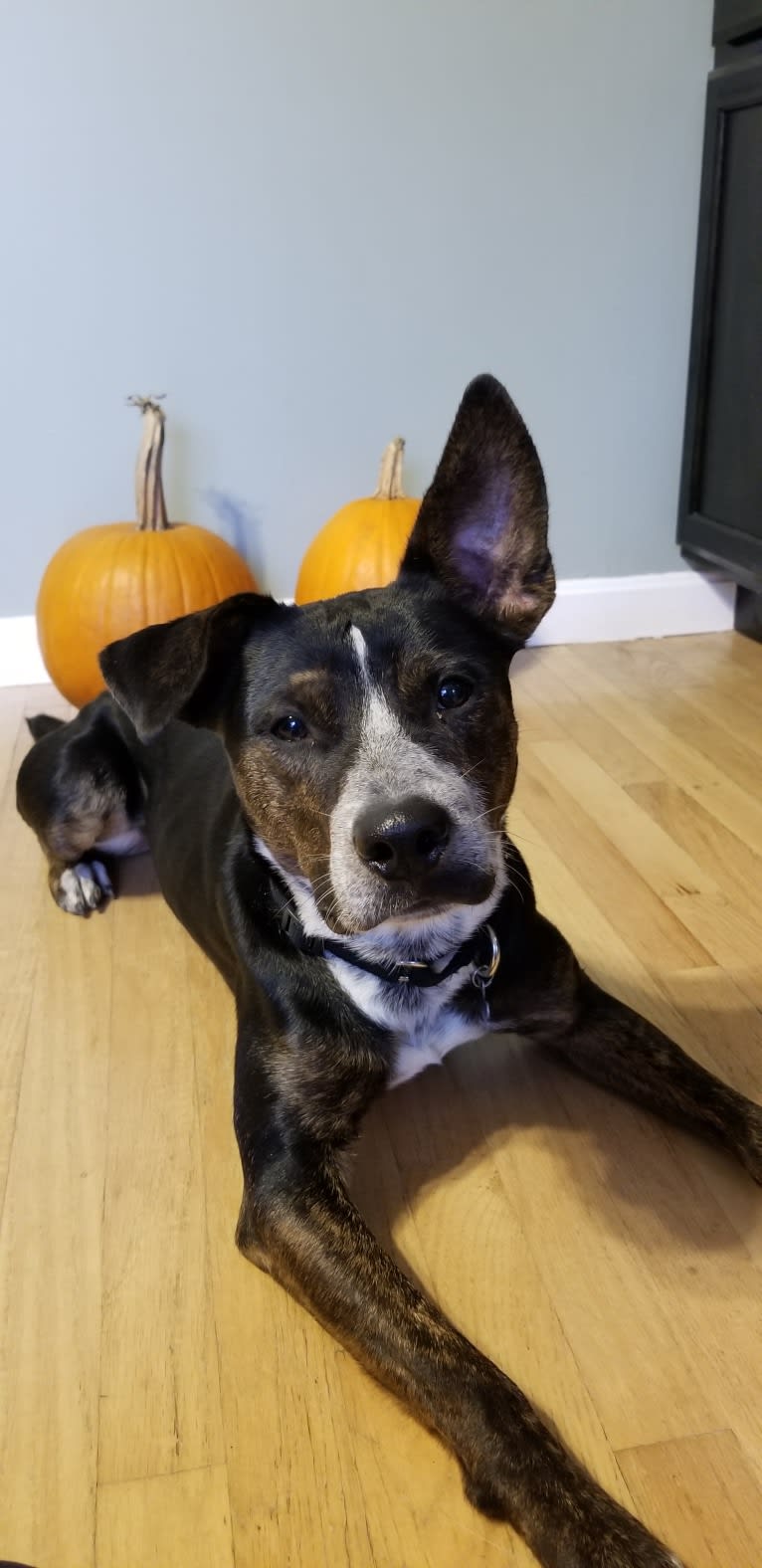 Scout, an Australian Cattle Dog and American Pit Bull Terrier mix tested with EmbarkVet.com