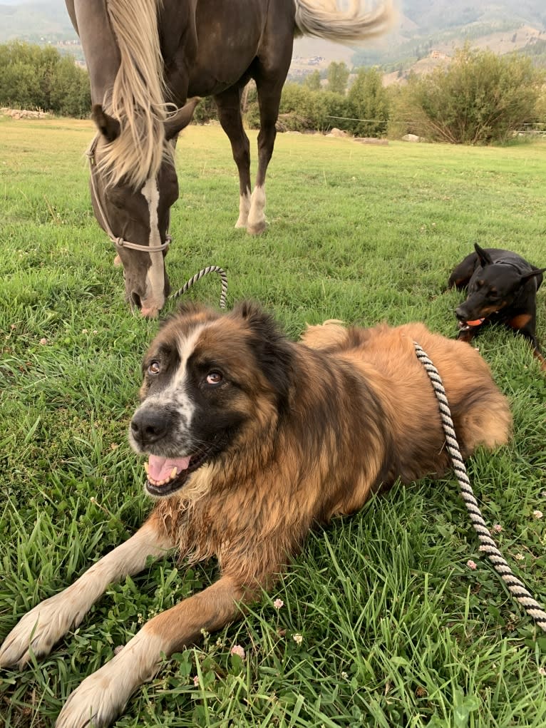 Lady, a Saint Bernard and Sarplaninac mix tested with EmbarkVet.com