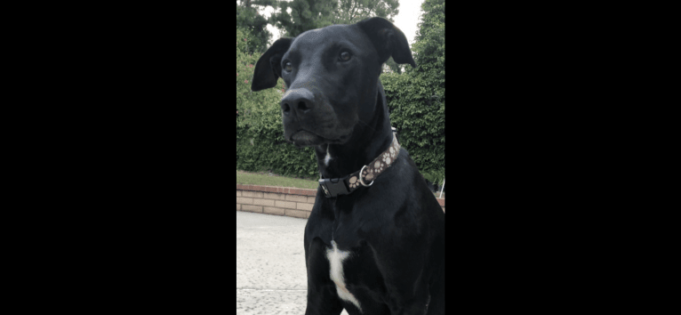 Kobe, a Dogo Argentino and Doberman Pinscher mix tested with EmbarkVet.com