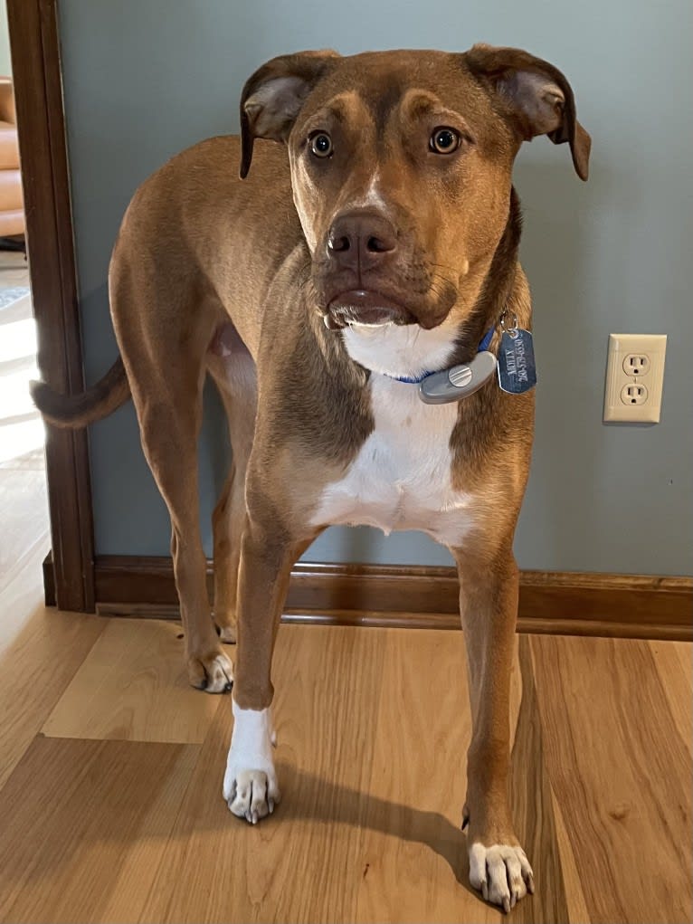 Molly, an American Pit Bull Terrier and American Bulldog mix tested with EmbarkVet.com