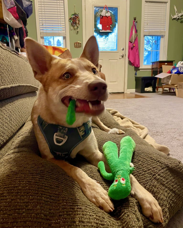 Lou, an Australian Cattle Dog and Australian Shepherd mix tested with EmbarkVet.com