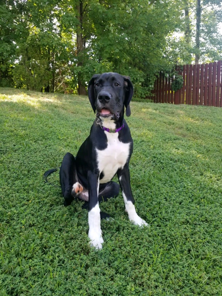 Loki, a Great Dane and Dogo Argentino mix tested with EmbarkVet.com