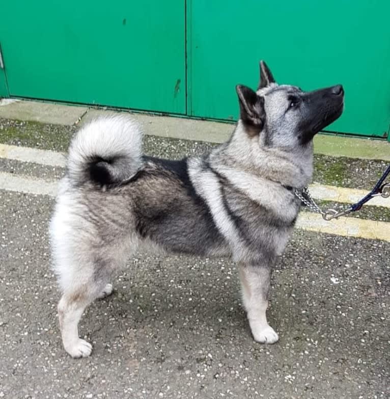 ALYS, a Norwegian Elkhound tested with EmbarkVet.com