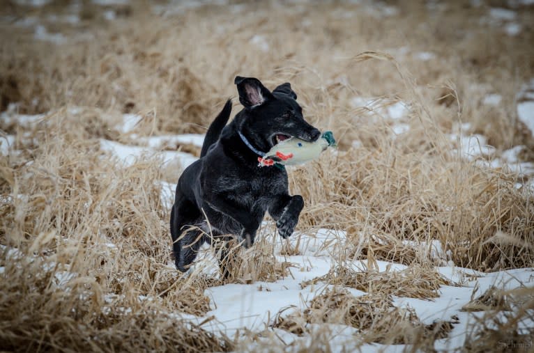 Schimpf's Addicted to the Game ("Addie"), a Labrador Retriever and German Shepherd Dog mix tested with EmbarkVet.com