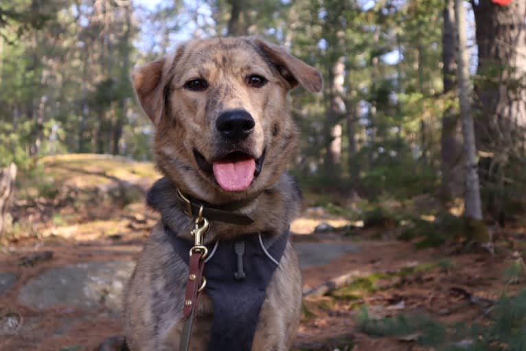 Enzo, a Labrador Retriever and German Shepherd Dog mix tested with EmbarkVet.com