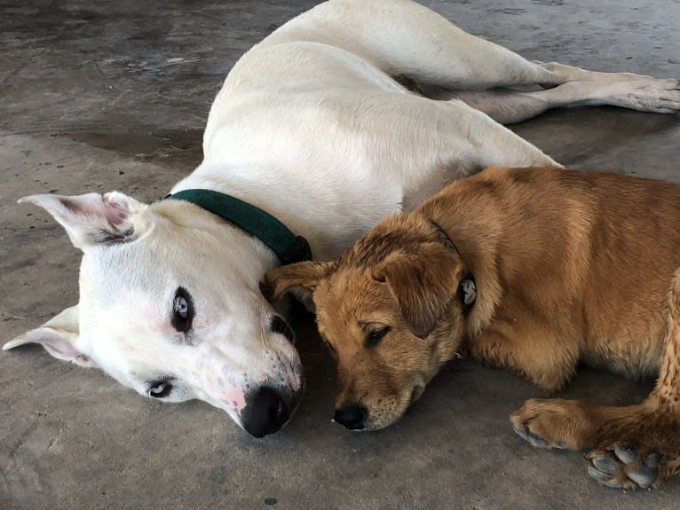 White Dog, a Siberian Husky and American Pit Bull Terrier mix tested with EmbarkVet.com