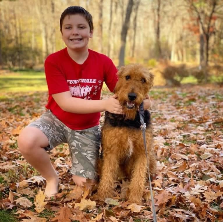 Maisy, an Airedale Terrier tested with EmbarkVet.com