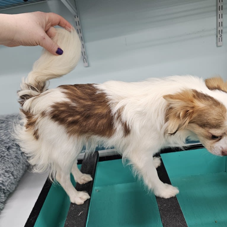 Meeshka, a Chihuahua tested with EmbarkVet.com