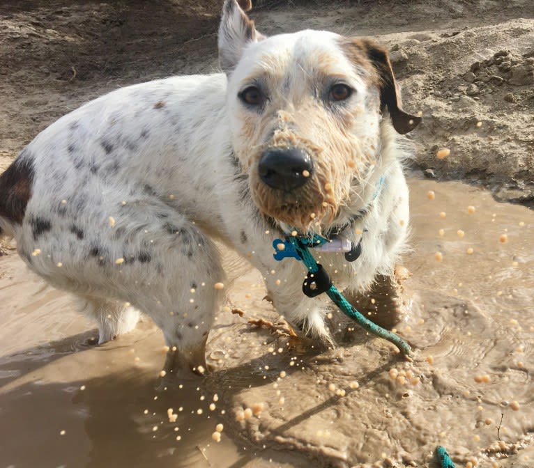 Sherlock, an Australian Cattle Dog and Poodle (Standard) mix tested with EmbarkVet.com