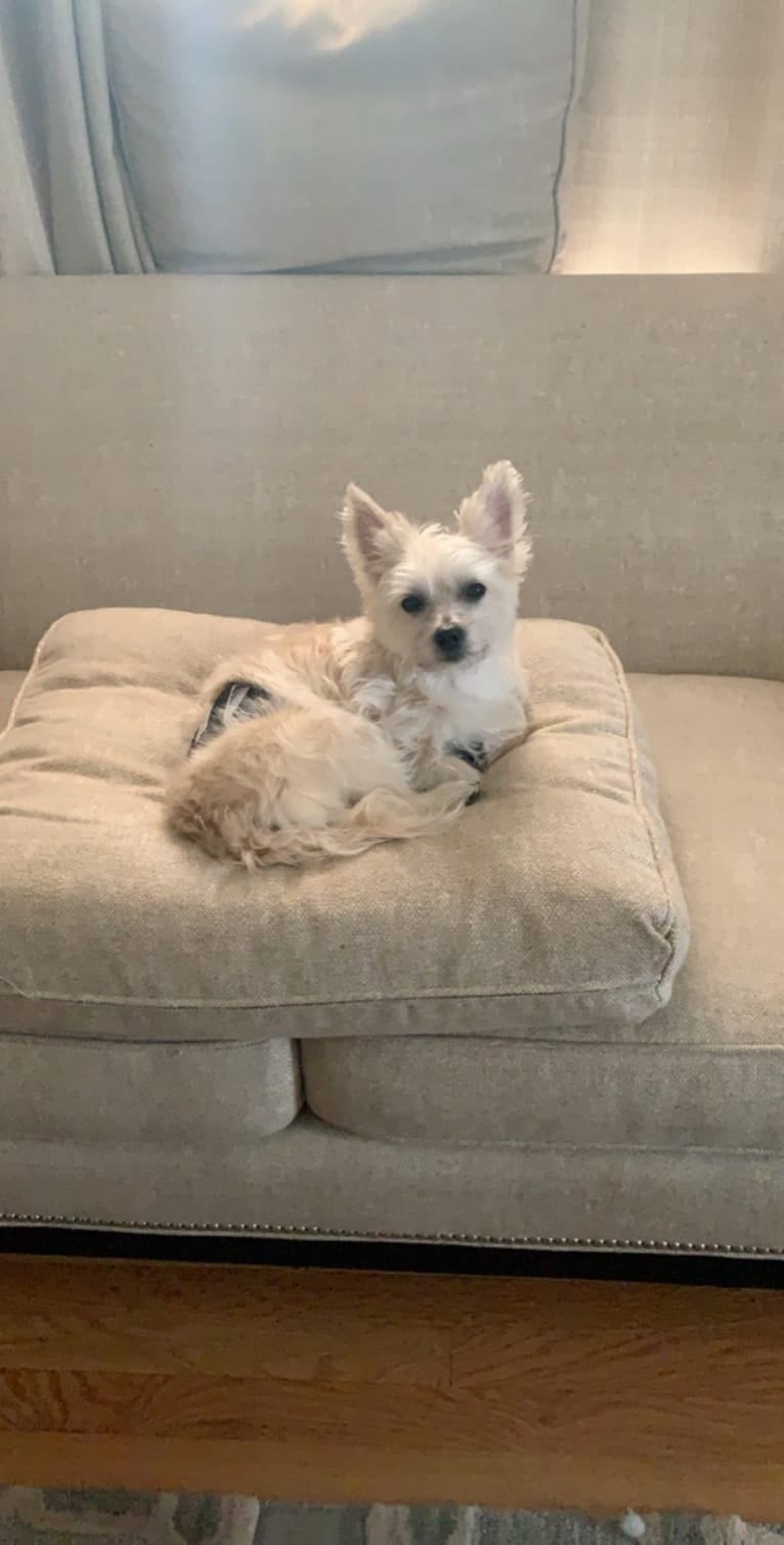 Muldoon, a Maltese and Cairn Terrier mix tested with EmbarkVet.com