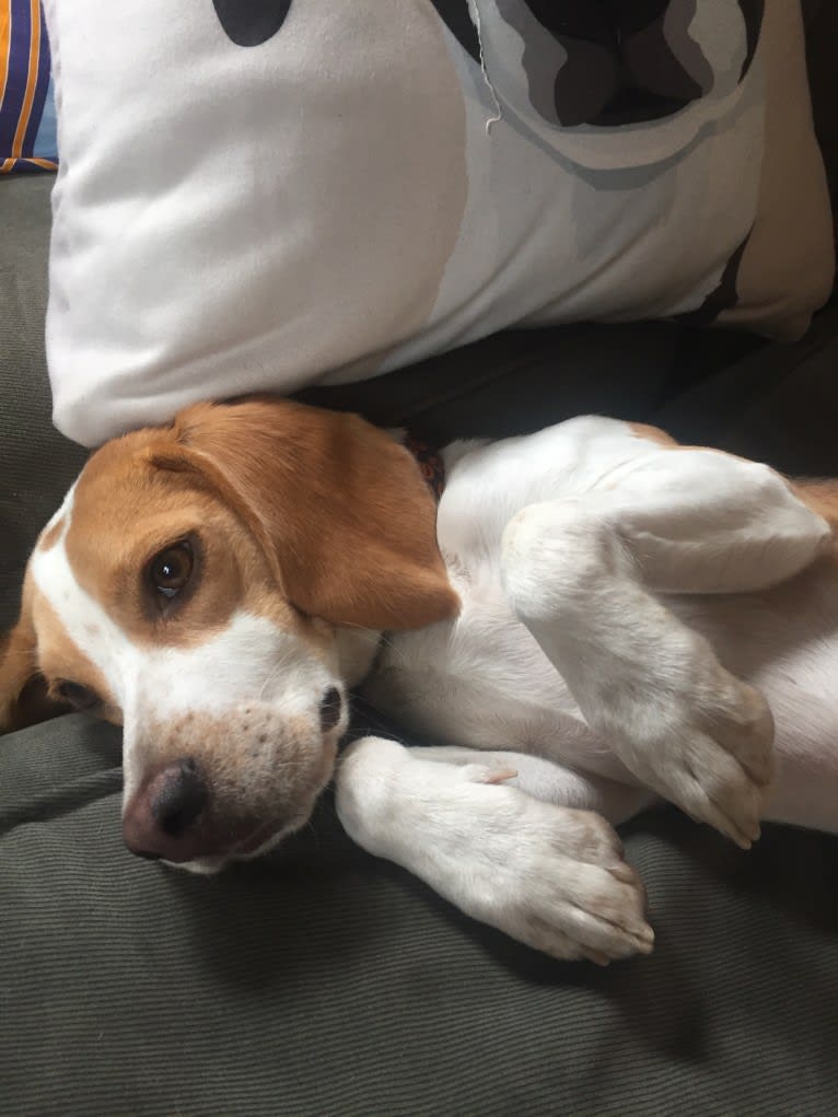 Spencer, a Beagle tested with EmbarkVet.com