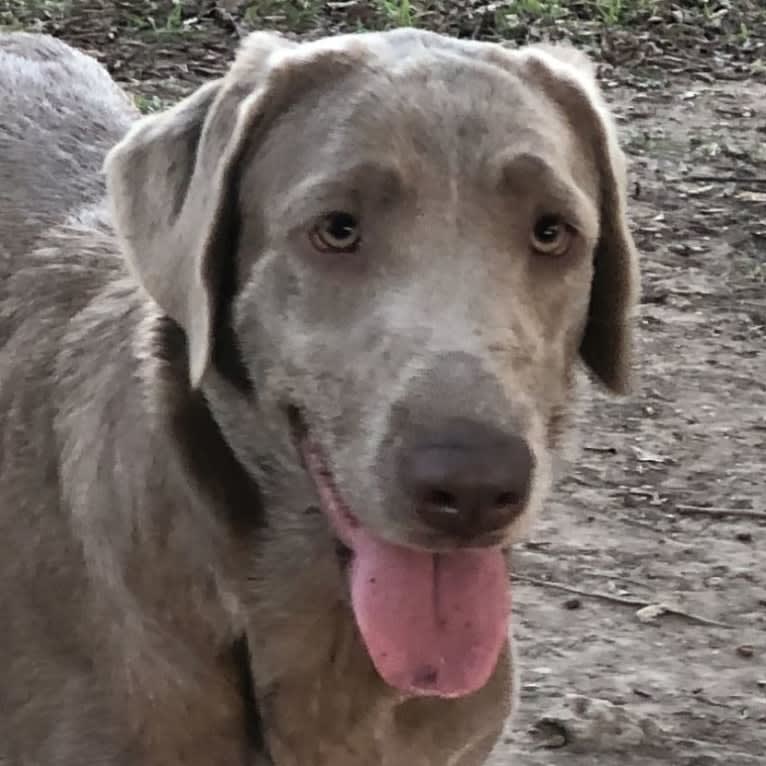 LUCY, a Labrador Retriever tested with EmbarkVet.com