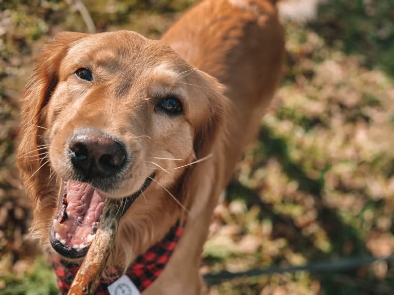 Marley, a Golden Retriever tested with EmbarkVet.com