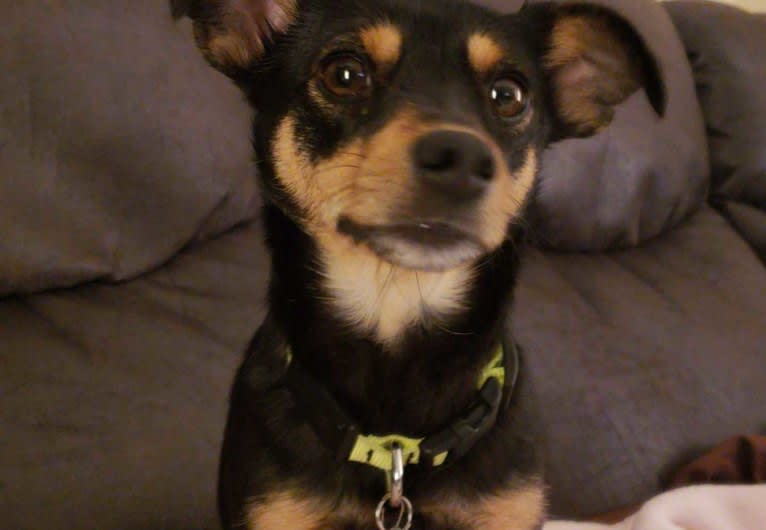 Moka, a Chihuahua and Russell-type Terrier mix tested with EmbarkVet.com