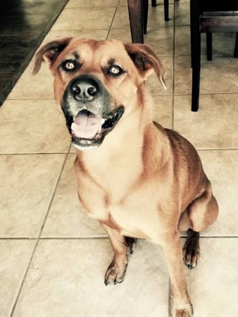 Piper, a Rottweiler and Chow Chow mix tested with EmbarkVet.com