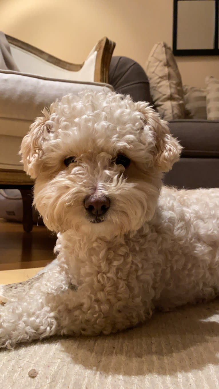 Harlow, a Poodle (Small) and Cocker Spaniel mix tested with EmbarkVet.com