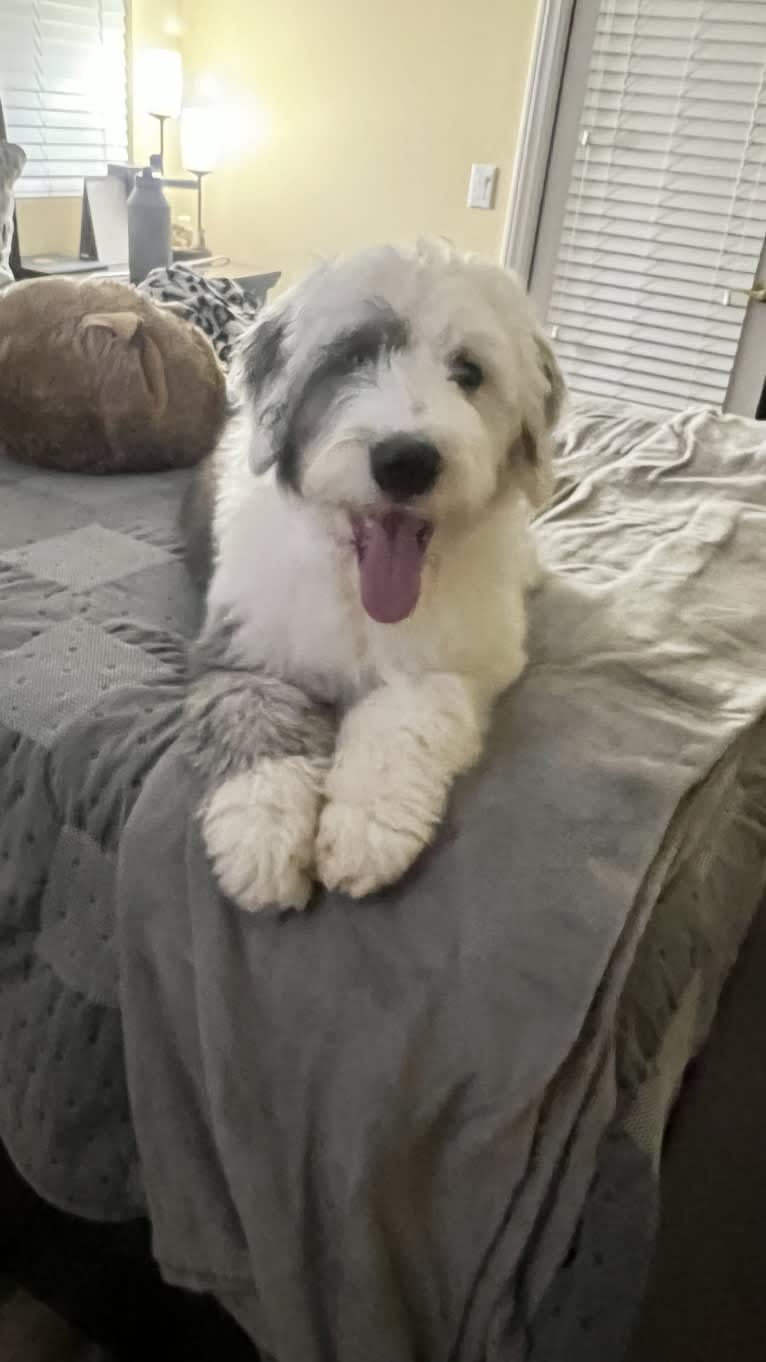 Harley, an Old English Sheepdog tested with EmbarkVet.com