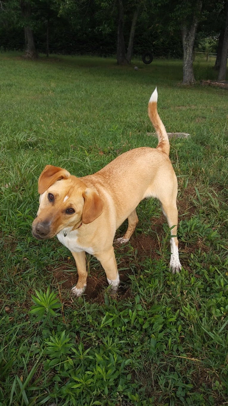 Tulip O'Hare, an Australian Cattle Dog and Russell-type Terrier mix tested with EmbarkVet.com
