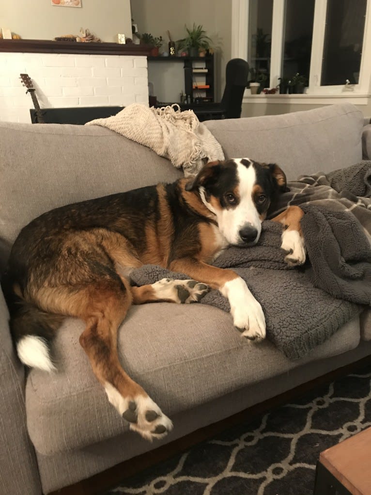 Dexter, a Bernese Mountain Dog and German Shepherd Dog mix tested with EmbarkVet.com