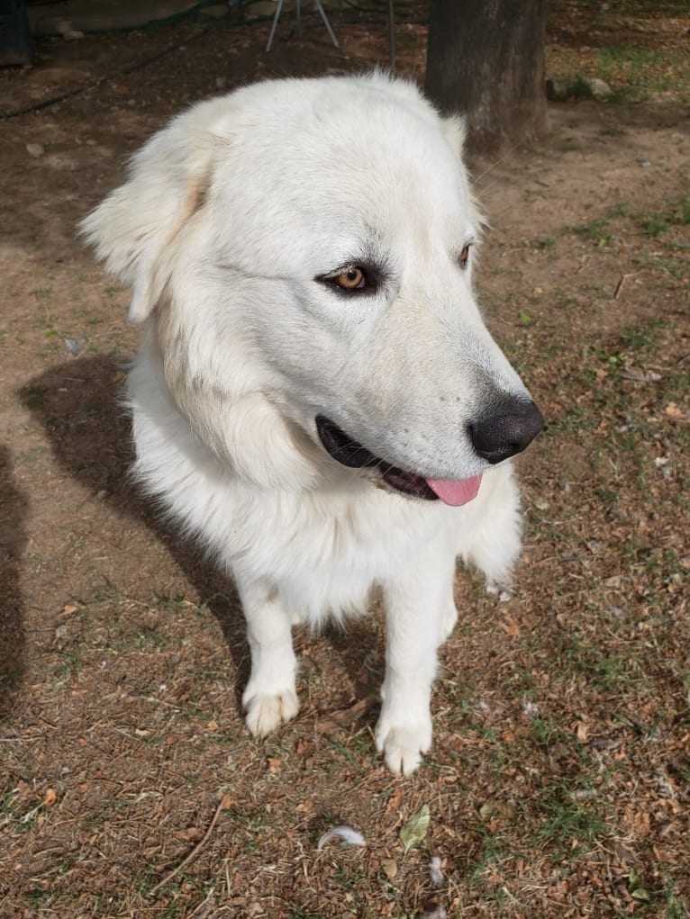 Aragorn, a Maremma Sheepdog tested with EmbarkVet.com