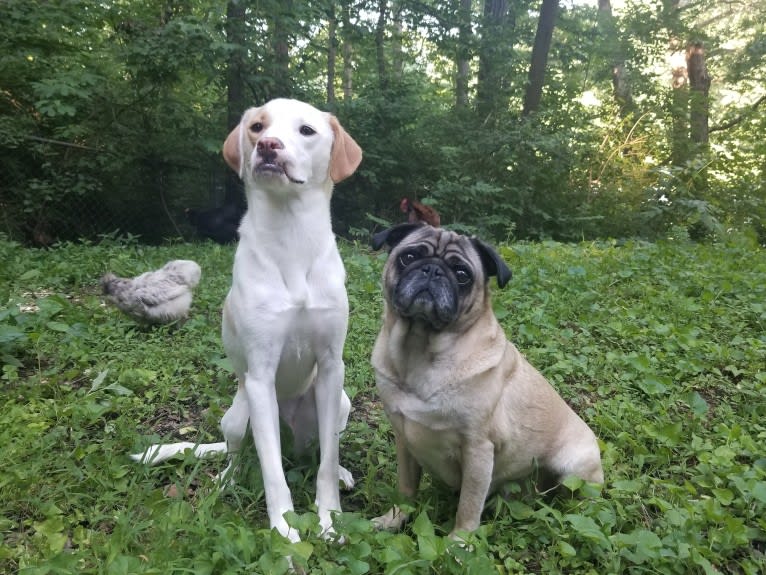 Valkyrie, an American Pit Bull Terrier and Shih Tzu mix tested with EmbarkVet.com