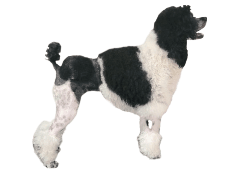 Trinity, a Poodle tested with EmbarkVet.com