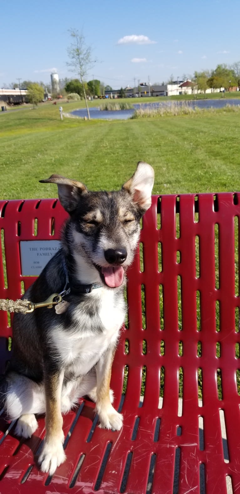 Dexter, a Miniature Schnauzer and Australian Cattle Dog mix tested with EmbarkVet.com