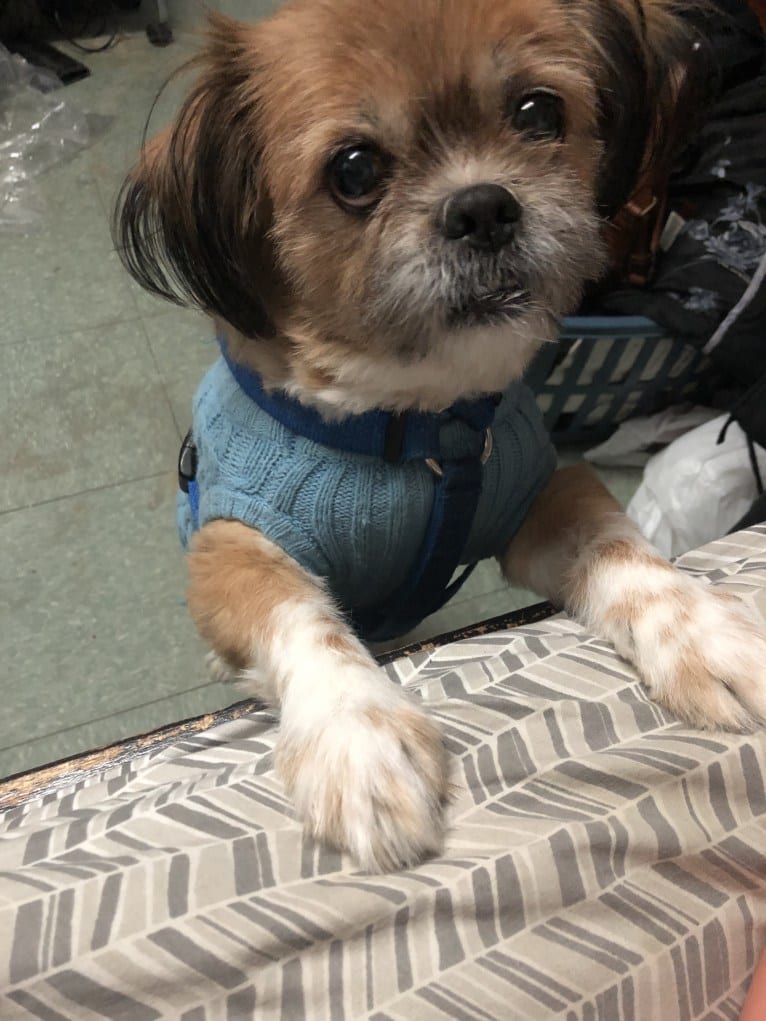 Chestnut, a Shih Tzu and Pomeranian mix tested with EmbarkVet.com