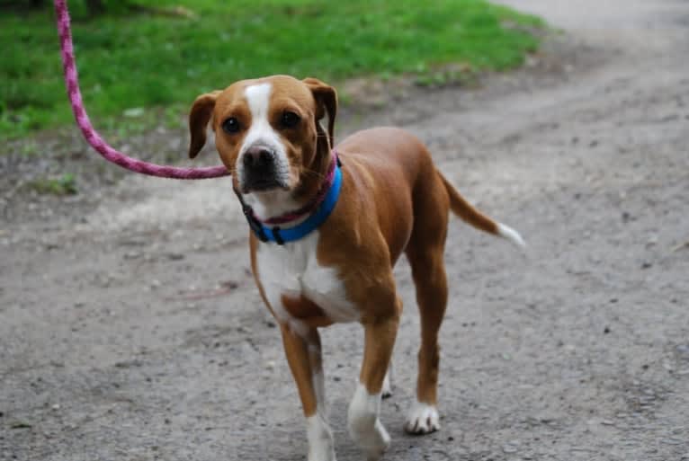 Rocky, a Chihuahua and American Pit Bull Terrier mix tested with EmbarkVet.com